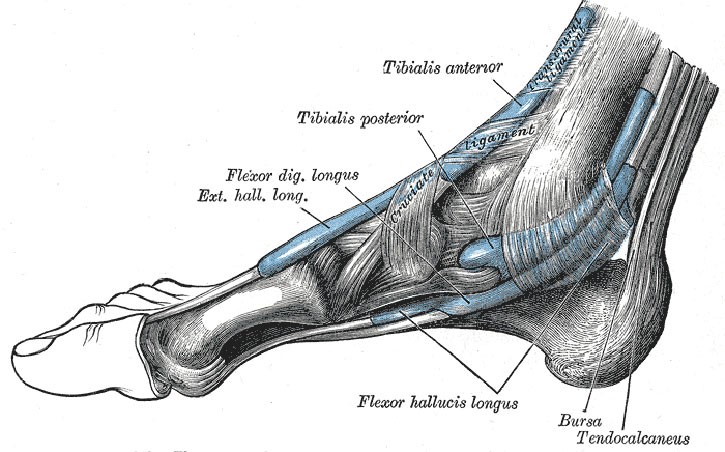 foot diagram