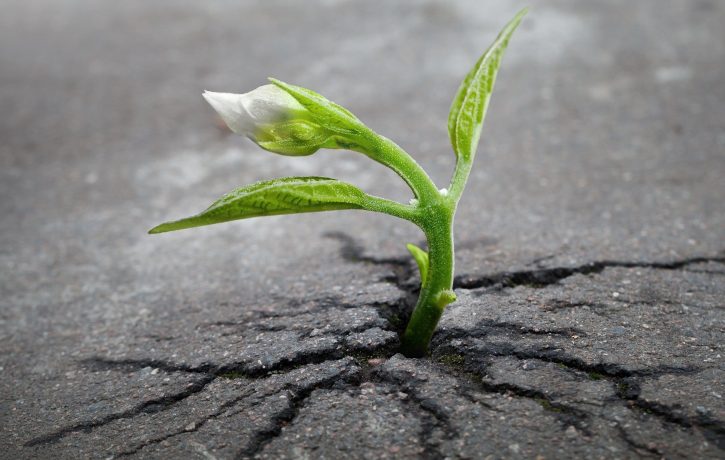 plant sprouting through concrete